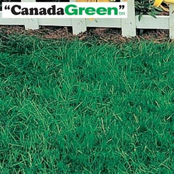 Canada Green Grass Seed 6 Lbs.