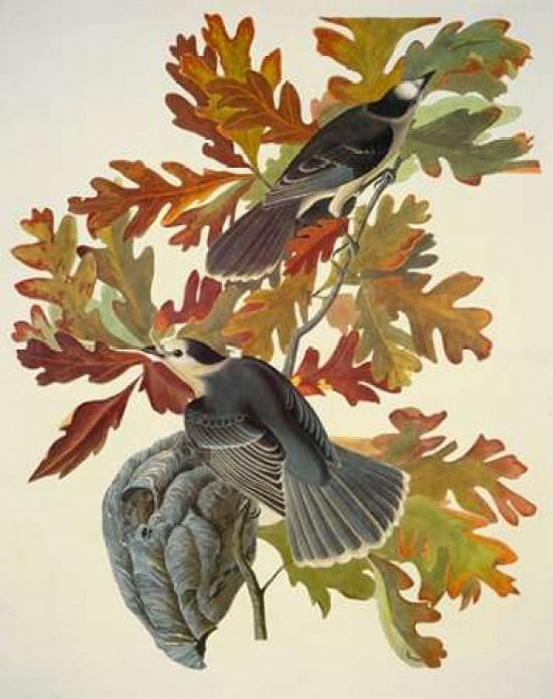 Canada Jay Canvas Art - John James Audubon (22 x 28)