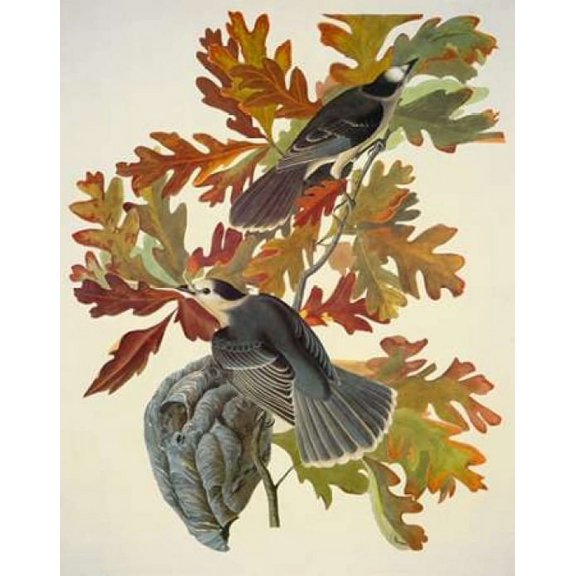 Canada Jay Canvas Art - John James Audubon (22 x 28)