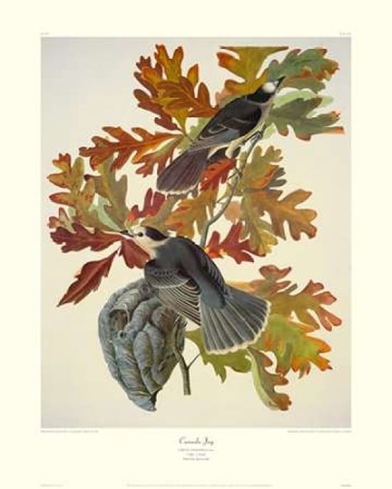 Canada Jay (decorative border) Canvas Art - John James Audubon (24 x 30)