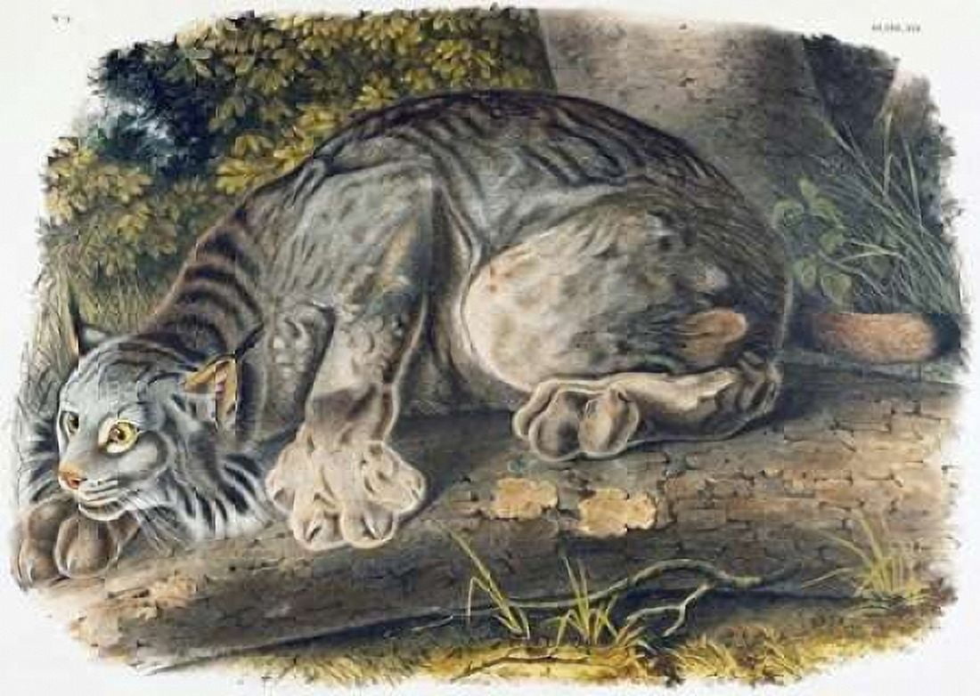 Canada Lynx Canvas Art - John James Audubon (18 x 24)