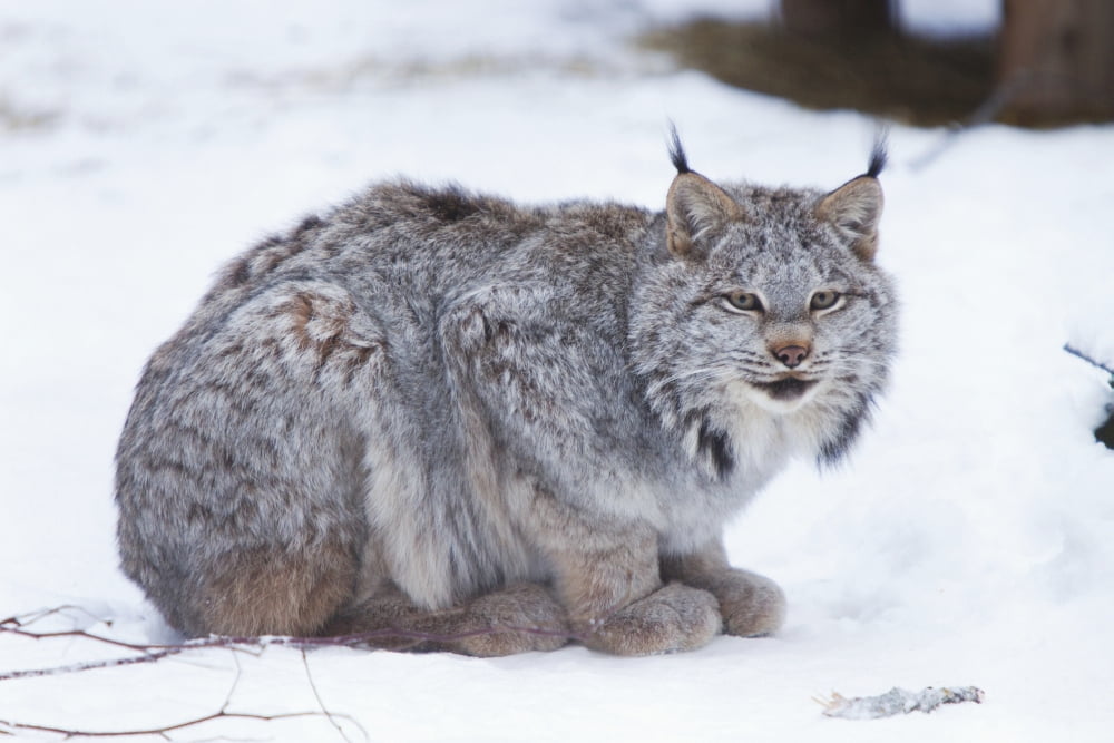Canada Lynx Crouched On The Snowcovered Ground In Alberta Canada Winter Captive Canvas Art - Doug Lindstrand Design Pics (19 x 12)