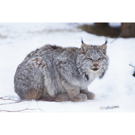 Canada Lynx Crouched On The Snowcovered Ground In Alberta Canada Winter Captive Canvas Art - Doug Lindstrand Design Pics (19 x 12)
