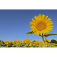 thumbnail image 1 of Canada, Manitoba, Dugald. Close-up of sunflower. Poster Print by Jaynes Gallery (18 x 24), 1 of 3