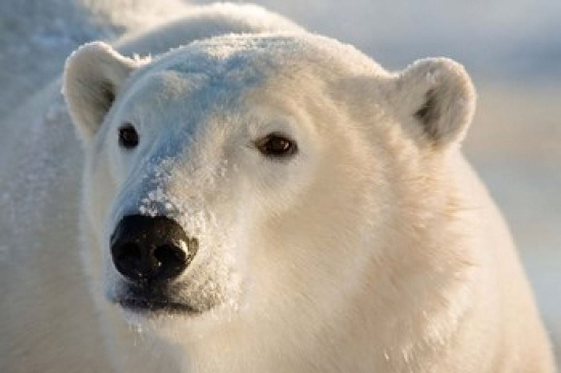 Canada Manitoba Hudson Bay Churchill Polar bear Canvas Art - Jaynes Gallery  DanitaDelimont (26 x 17)