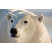 Canada, Manitoba, Hudson Bay, Churchill Polar bear Poster Print by Jaynes Gallery 36 x 24