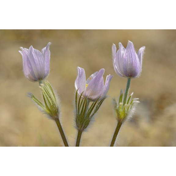 Canada-Manitoba-Prairie crocus in spring by Jaynes Gallery (36 x 24)