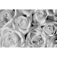 thumbnail image 1 of Canada  Manitoba  Winnipeg. Black and white of white roses. Poster Print by Jaynes Gallery, 1 of 1