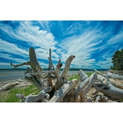 Canada-Quebec-Forillon National Park Driftwood along La Plage de Penouille by Jaynes Gallery (36 x 24)