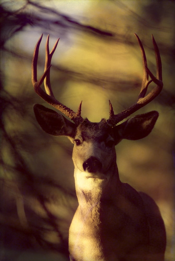 Canada Rocky Mountains Mule Deer Close-Up Front View (Odocoileus Hemionus) A52C Canvas Art - John Hyde Design Pics (12 x 19)