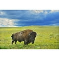 thumbnail image 1 of Canada Saskatchewan Grasslands National Park. Plains bison in grasslands. Poster Print by Jaynes Gallery, 1 of 3