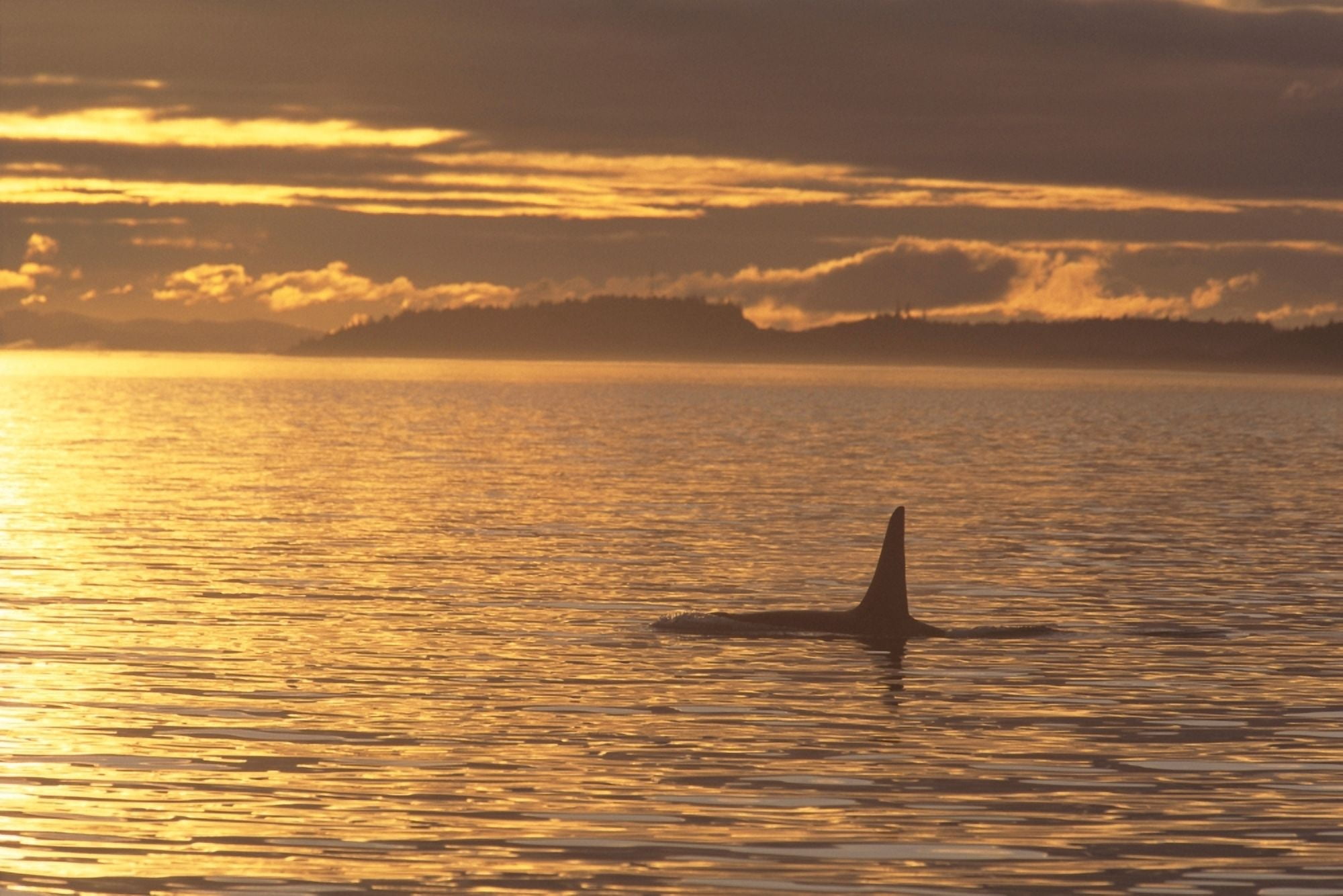 Canada Vancouver Island Killer Whale (Orcinus Orca) At Sunset Canvas Art - John Hyde  Design Pics (19 x 12)