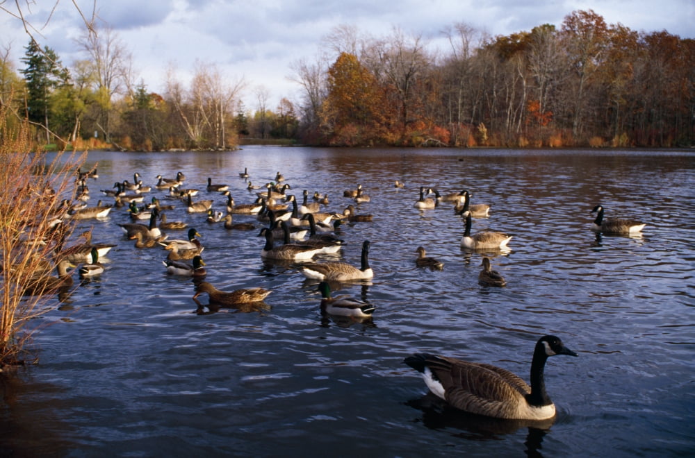 Canada geese (Branta canadensis) and mallard ducks (Anas platyrhynchos) swimming on pond New York USA Canvas Art - Panoramic Images (27 x 9)