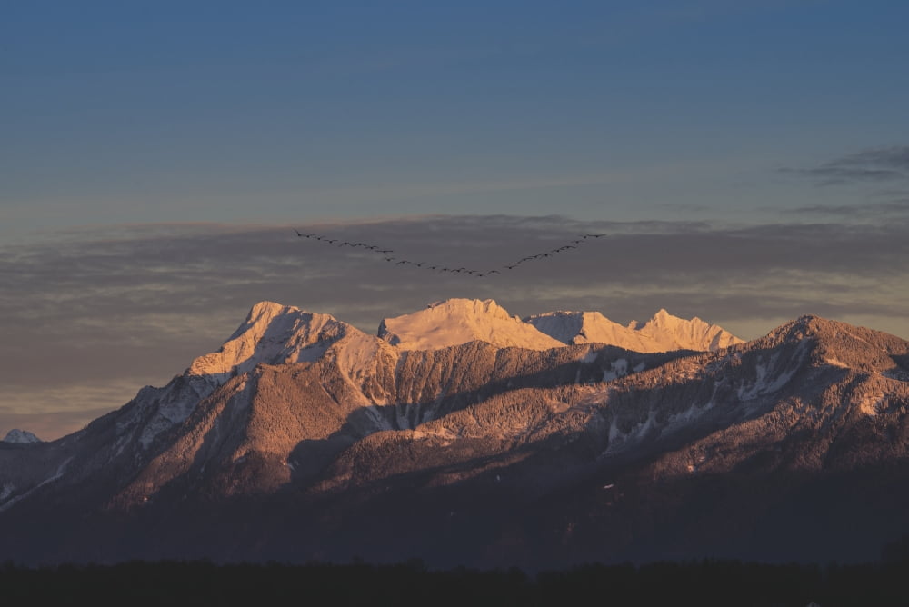 Canada geese (Branta canadensis) flying in their V formation towards Mount Cheam in the Fraser Valley British Columbia Canada Canvas Art - Bill Collins Design Pics (40 x 26)