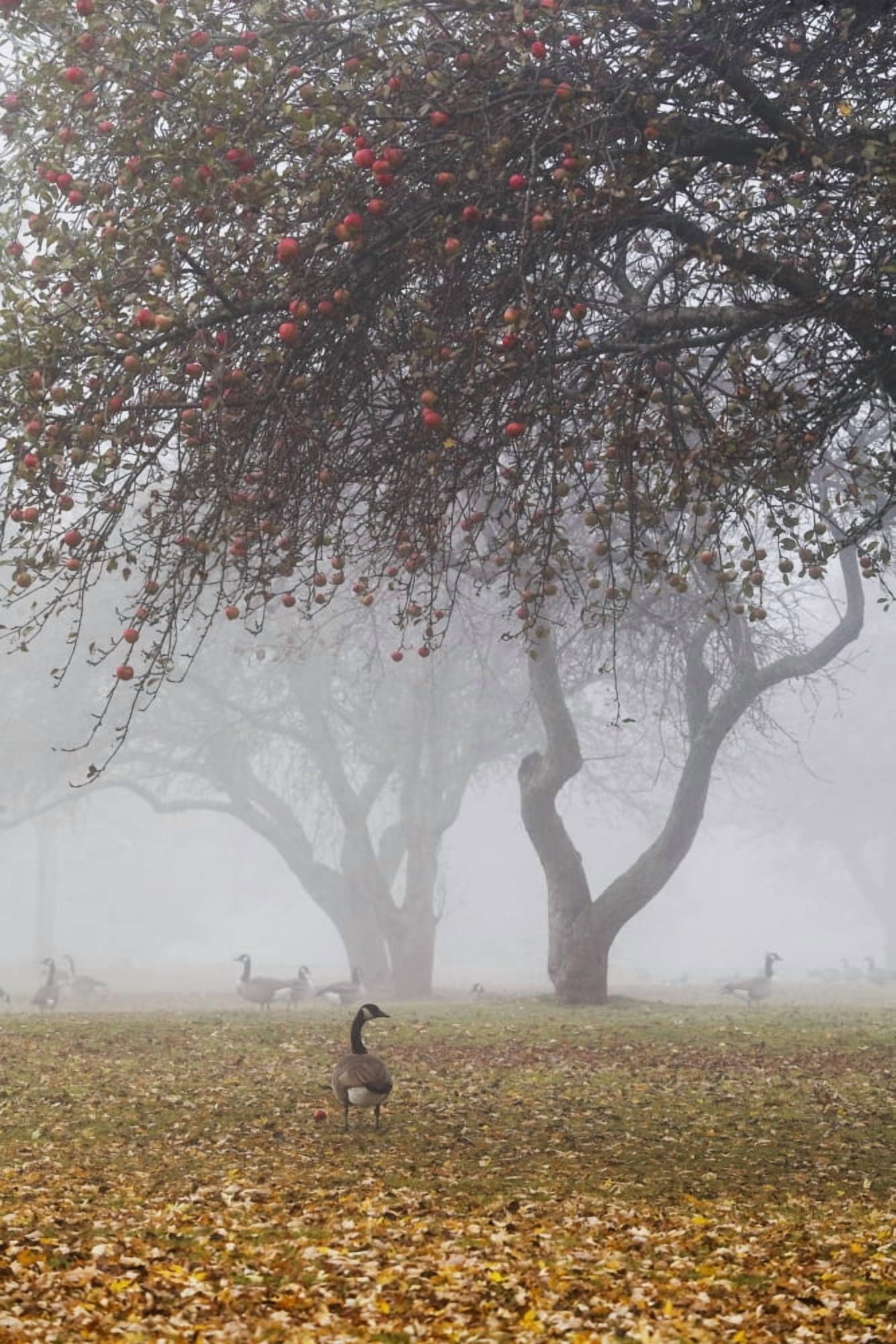 Canada geese sheltering under apple trees on a misty autumn morning ontario canada Canvas Art - Mary Ellen McQuay Design Pics (12 x 19)
