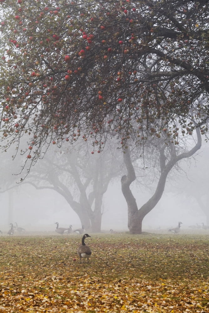Canada geese sheltering under apple trees on a misty autumn morning ontario canada Canvas Art - Mary Ellen McQuay Design Pics (24 x 38)