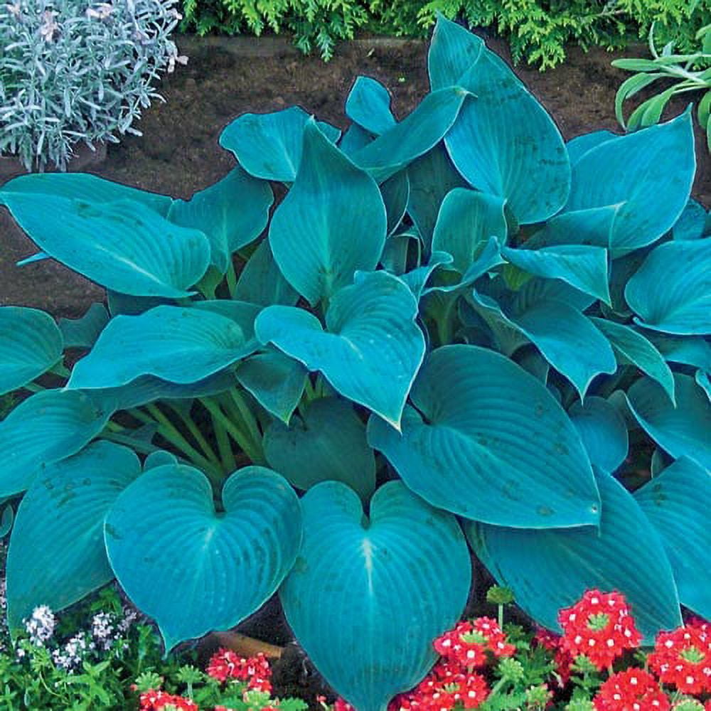 Canadian Blue Hosta Dormant Bare Root Perennial Plant