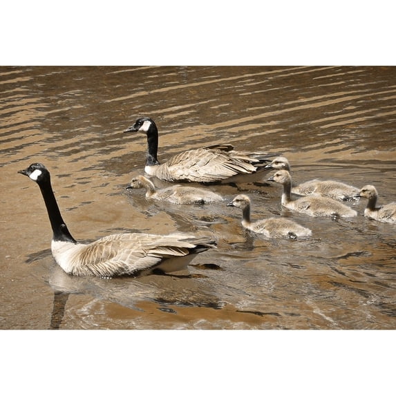 Canadian Geese by Vitaly Geyman (24 x 18)