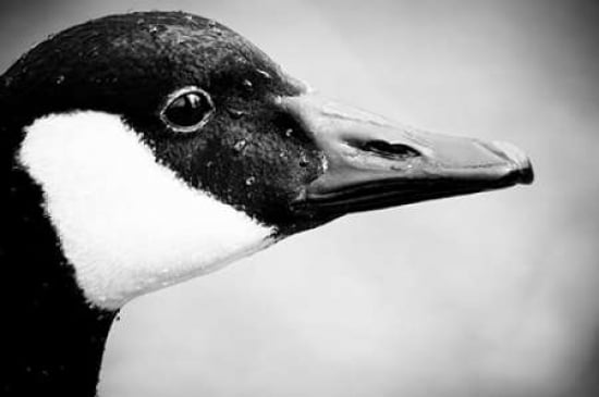 Canadian Goose II Canvas Art - Beth Wold (20 x 28)