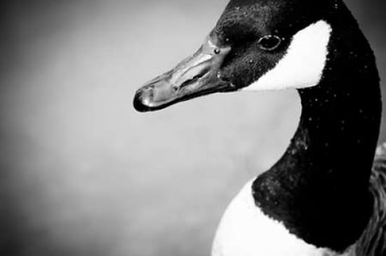 Canadian Goose IV Canvas Art - Beth Wold (20 x 28)