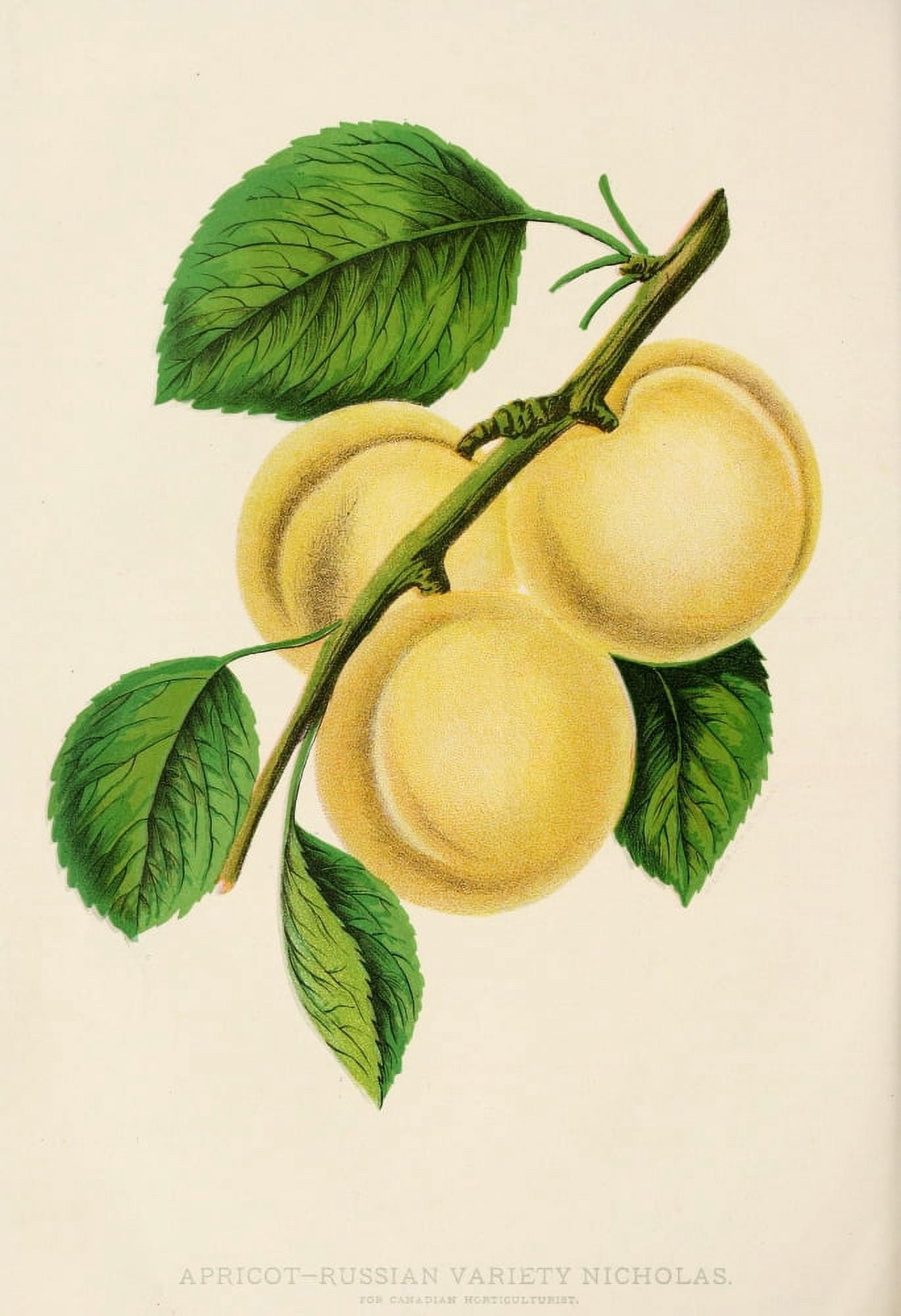 Canadian Horticulturalist 1888-96 Apricots Canvas Art - Unknown (24 x 36)