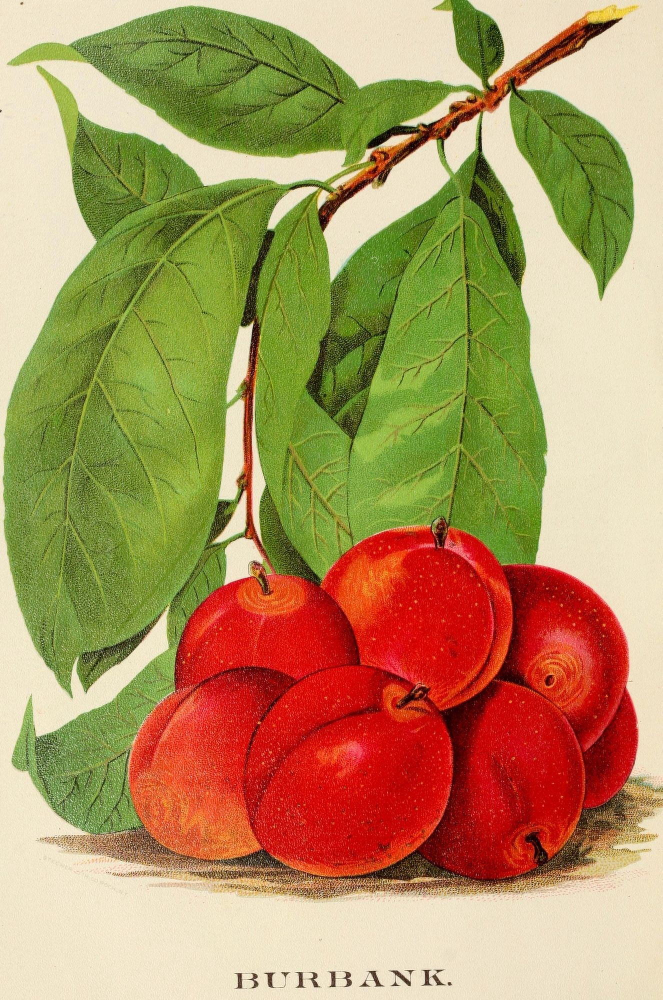 Canadian Horticulturalist 1888-96 Burbank Plums Canvas Art - Unknown (18 x 24)