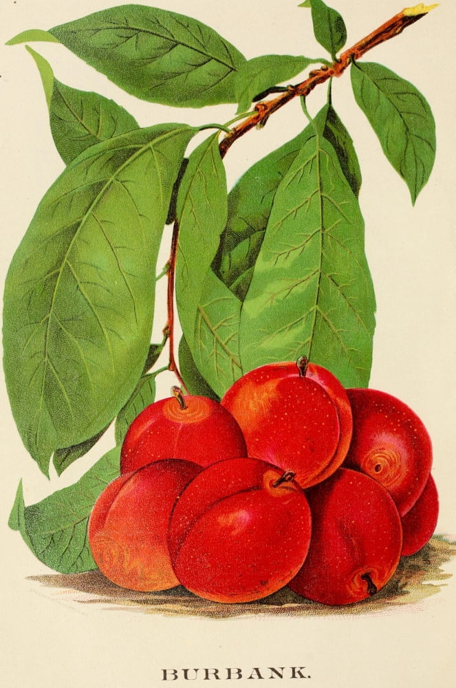 Canadian Horticulturalist 1888-96 Burbank Plums Canvas Art - Unknown (24 x 36)