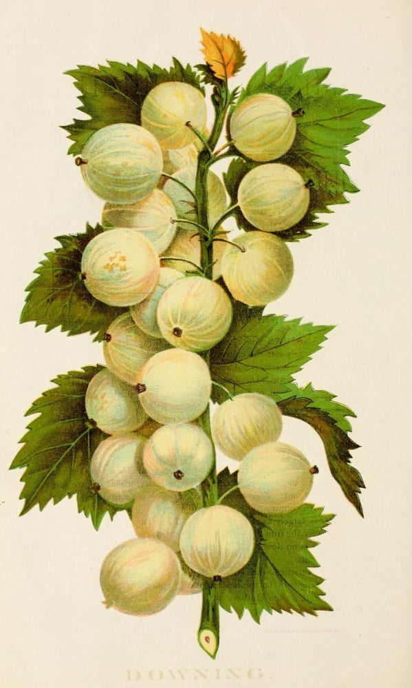 Canadian Horticulturalist 1888-96 Downing Gooseberries Canvas Art - Unknown (18 x 24)
