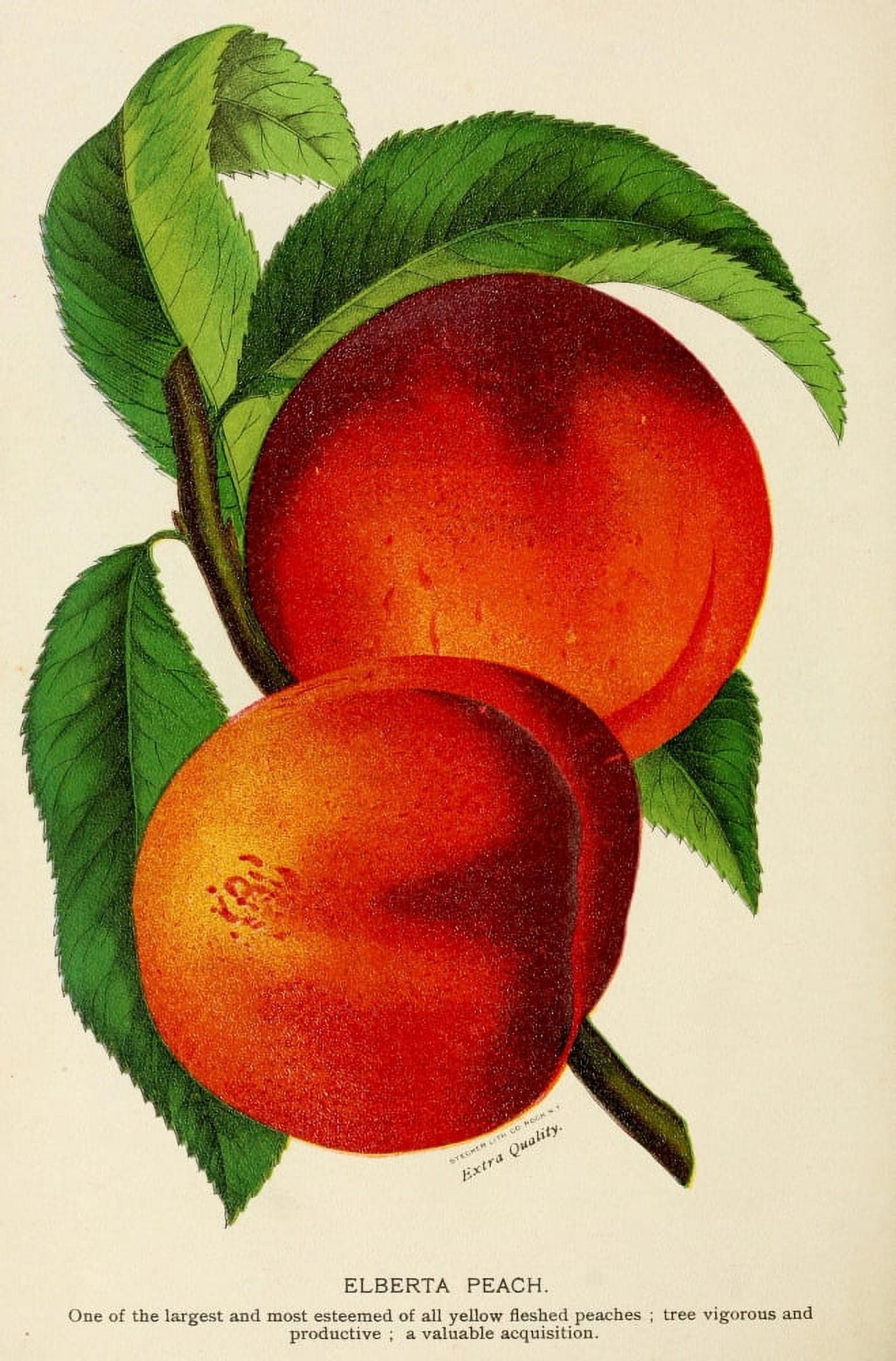Canadian Horticulturalist 1888-96 Elberta Peach Canvas Art - Unknown (24 x 36)