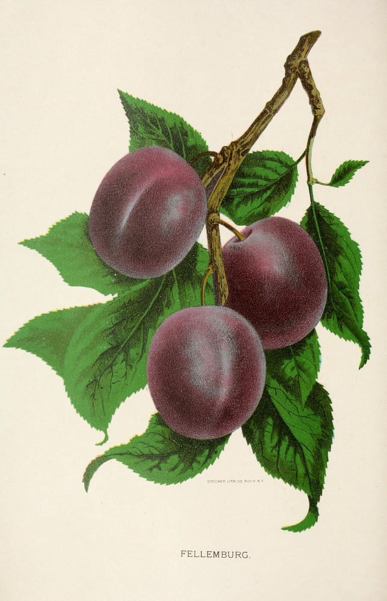 Canadian Horticulturalist 1888-96 Fellemburg Plums Canvas Art - Unknown (24 x 36)
