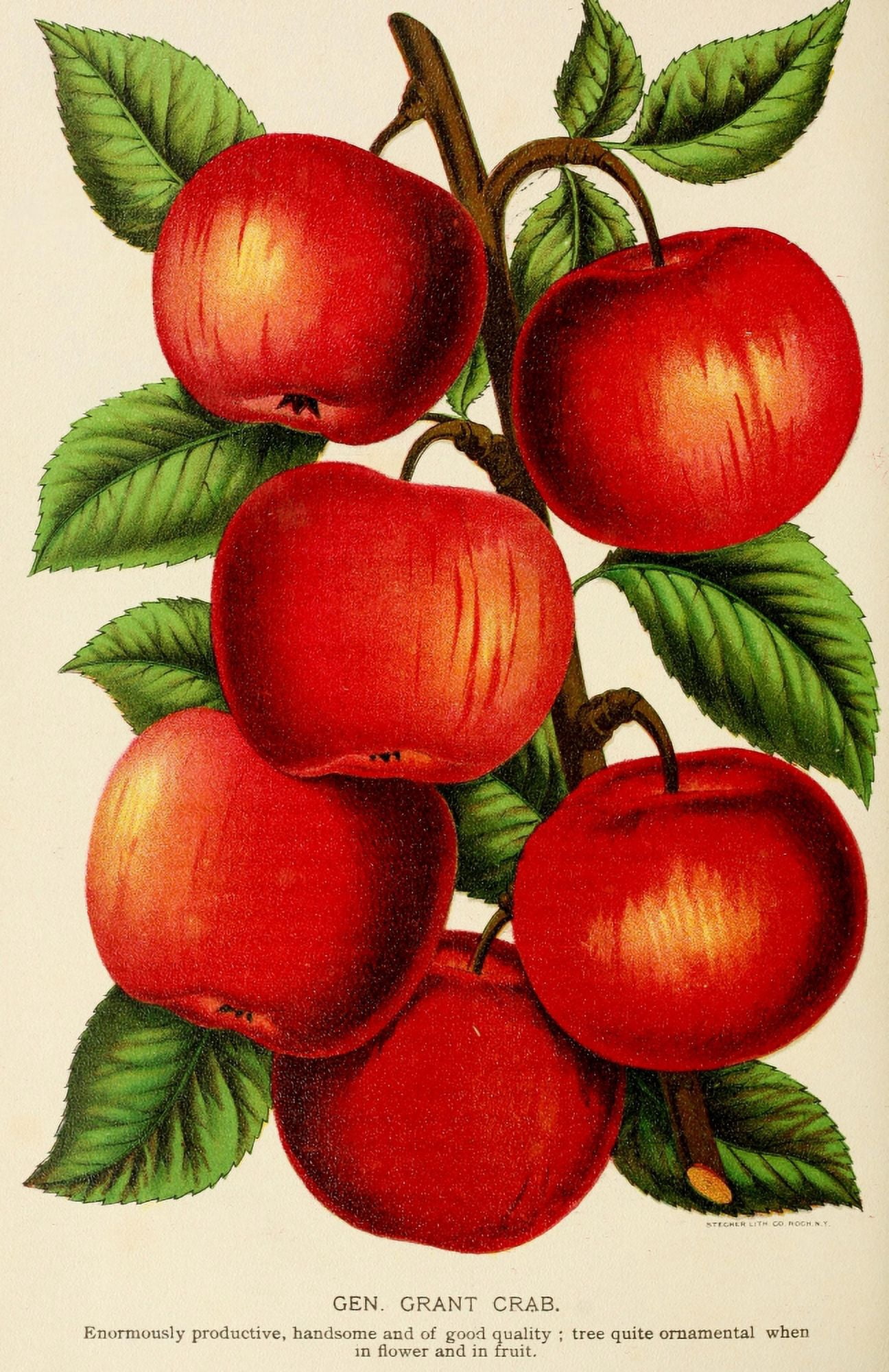 Canadian Horticulturalist 1888-96 Gen Grant Crab Canvas Art - Unknown (18 x 24)