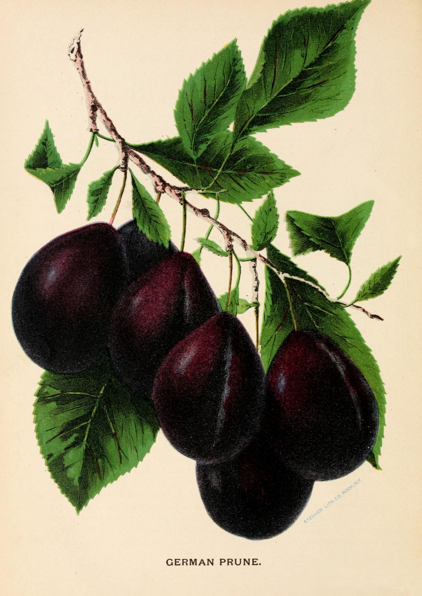 Canadian Horticulturalist 1888-96 German Prune Canvas Art - Unknown (24 x 36)