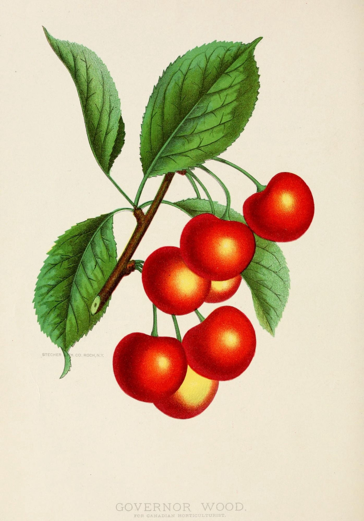 Canadian Horticulturalist 1888-96 Governor Wood Cherries Canvas Art - Unknown (18 x 24)