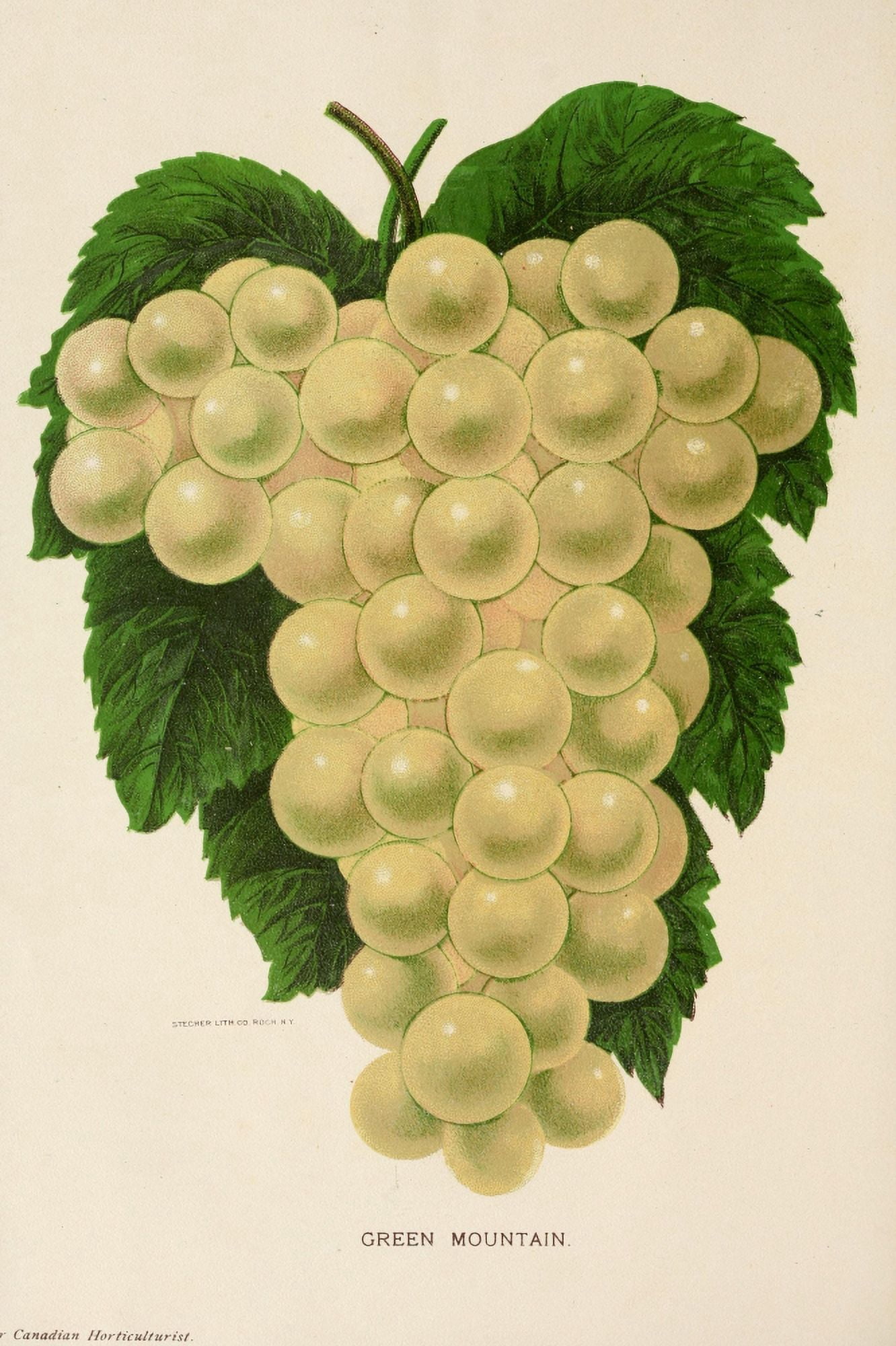Canadian Horticulturalist 1888-96 Green Mountain Grapes Canvas Art - Unknown (18 x 24)