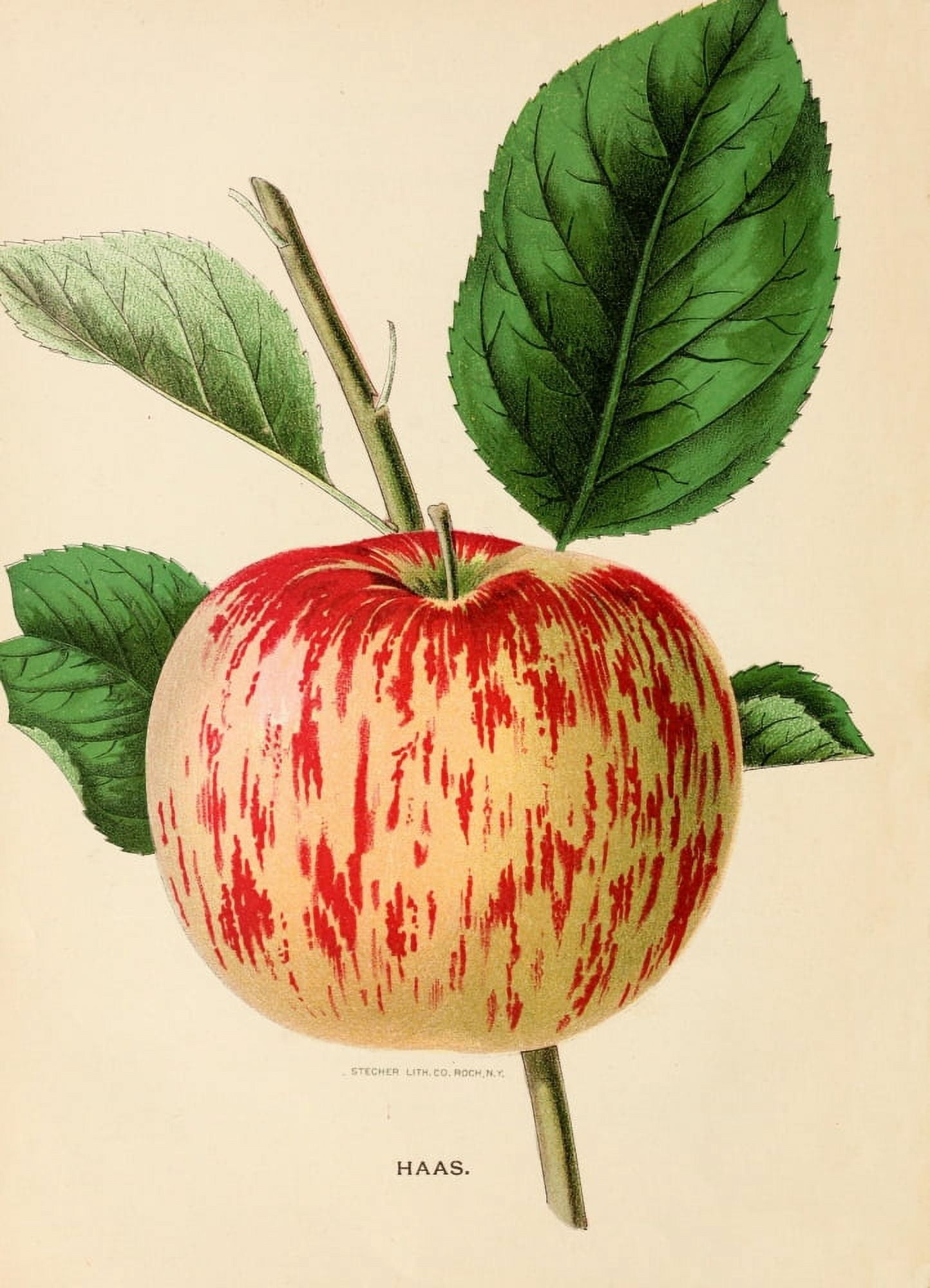 Canadian Horticulturalist 1888-96 Haas Apple Canvas Art - Unknown (18 x 24)