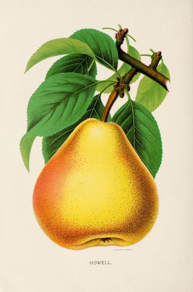 Canadian Horticulturalist 1888-96 Howell Pear Canvas Art - Unknown (24 x 36)