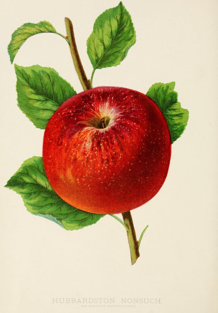 Canadian Horticulturalist 1888-96 Hubbardston Nonsuch Apple Canvas Art - Unknown (24 x 36)