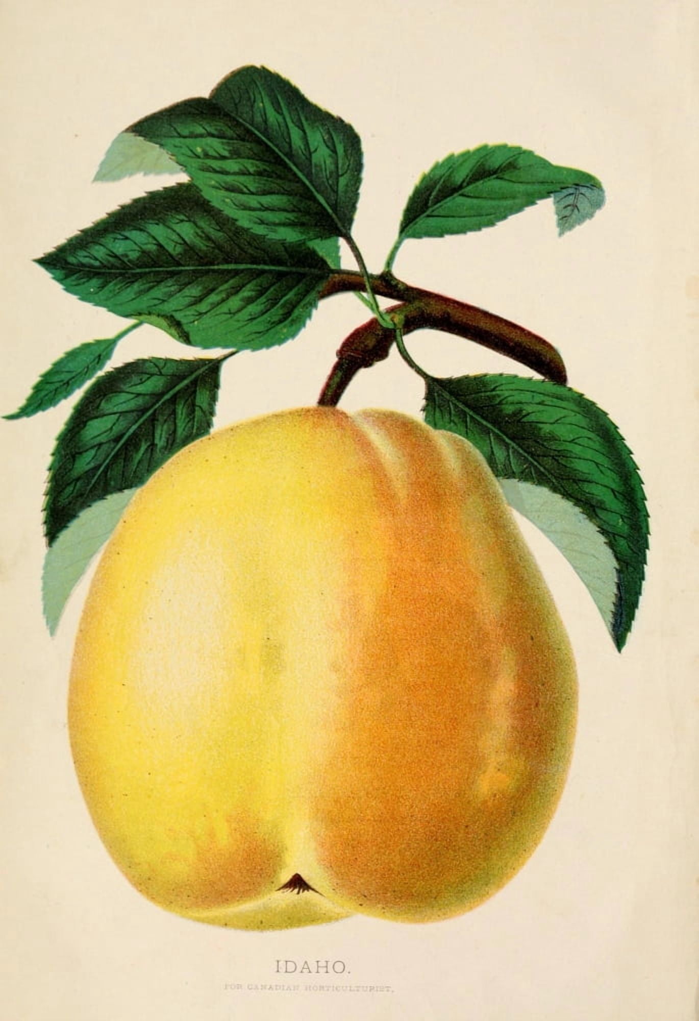 Canadian Horticulturalist 1888-96 Idaho Apple Canvas Art - Unknown (18 x 24)