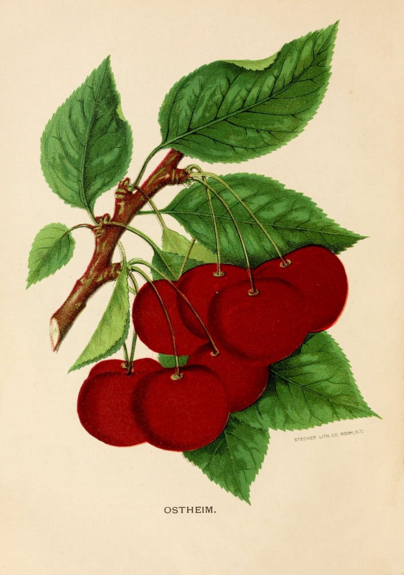 Canadian Horticulturalist 1888-96 Ostheim Cherries Canvas Art - Unknown (24 x 36)
