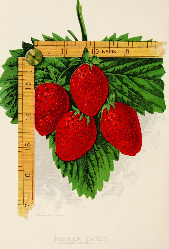 Canadian Horticulturalist 1888-96 Parker Earle Strawberries Canvas Art - Unknown (24 x 36)