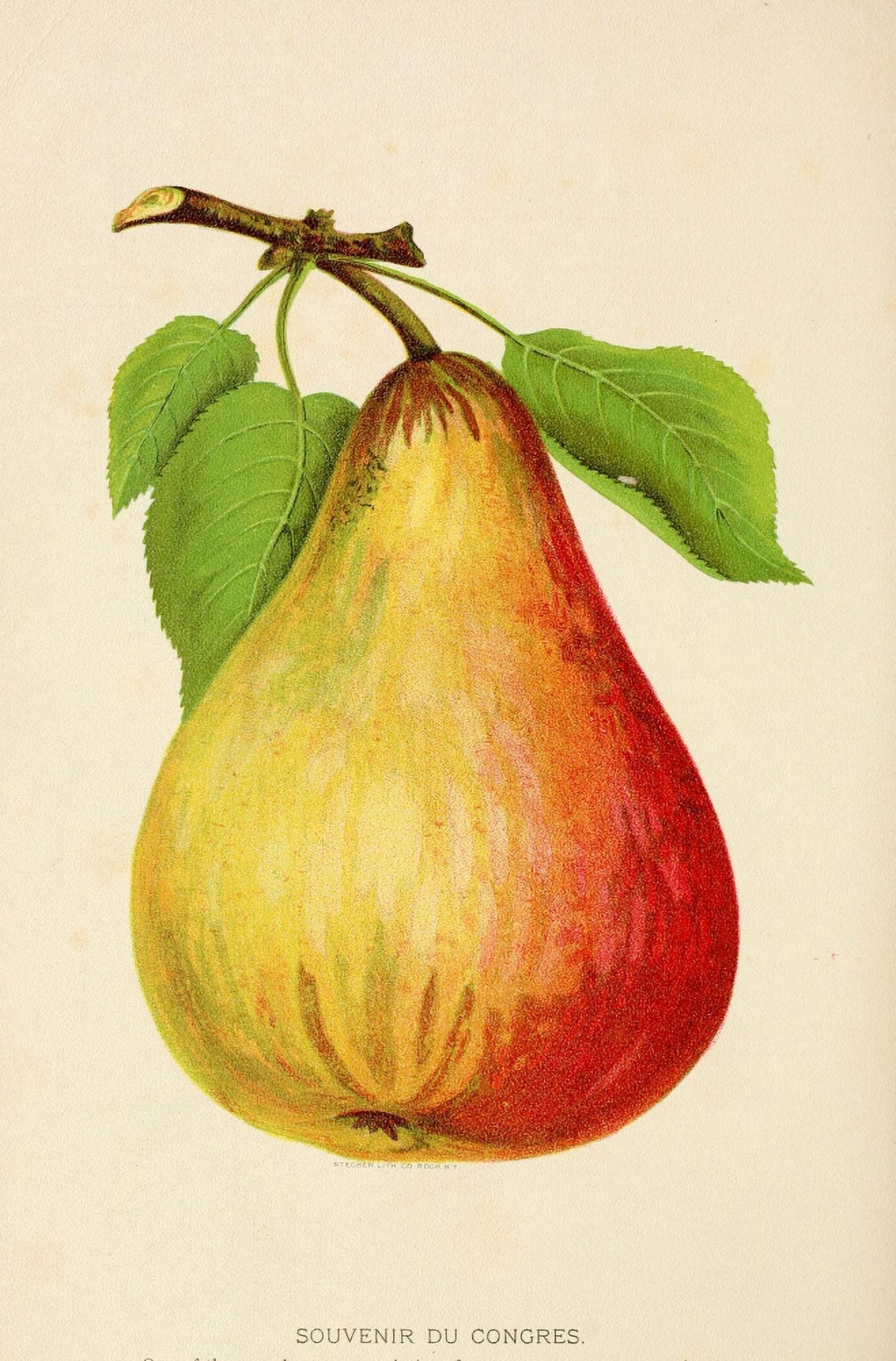 Canadian Horticulturalist 1888-96 Pear Canvas Art - Unknown (18 x 24)