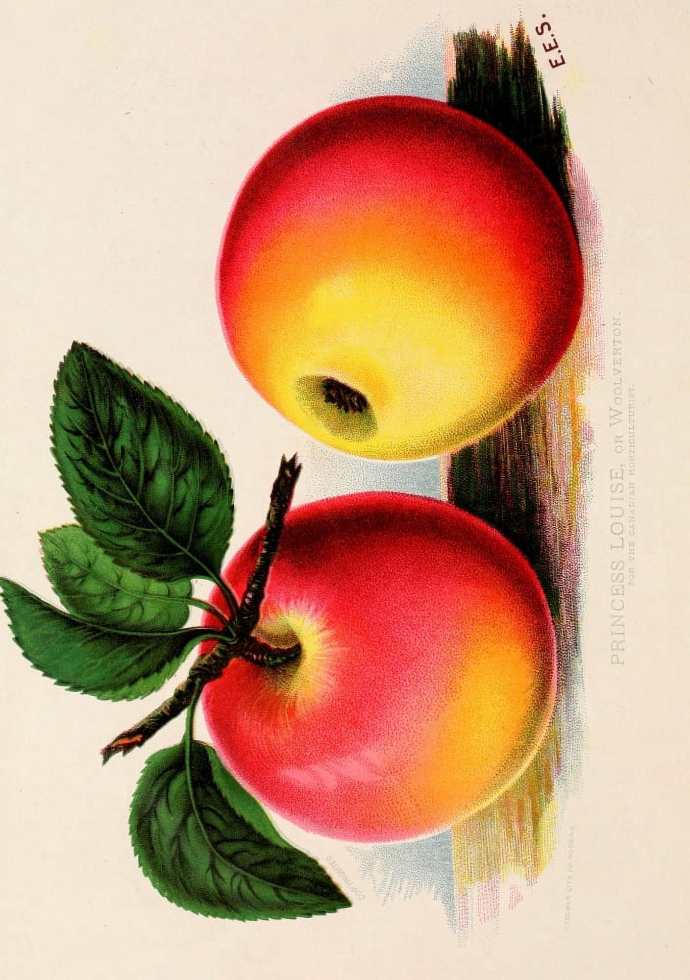 Canadian Horticulturalist 1888-96 Princess Louise Apple Canvas Art - Unknown (24 x 36)