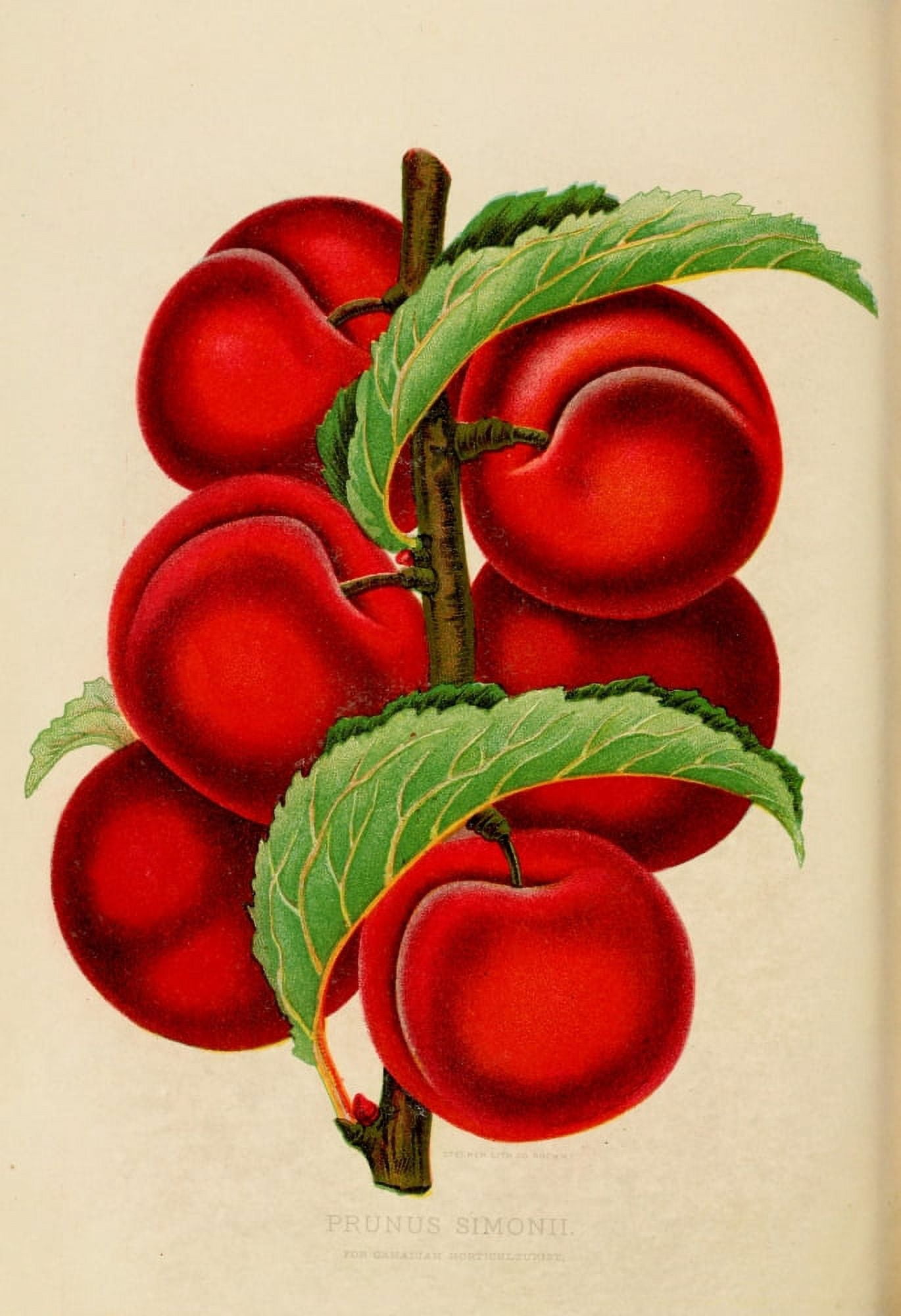 Canadian Horticulturalist 1888-96 Prunus Simonii Cherries Canvas Art - Unknown (24 x 36)