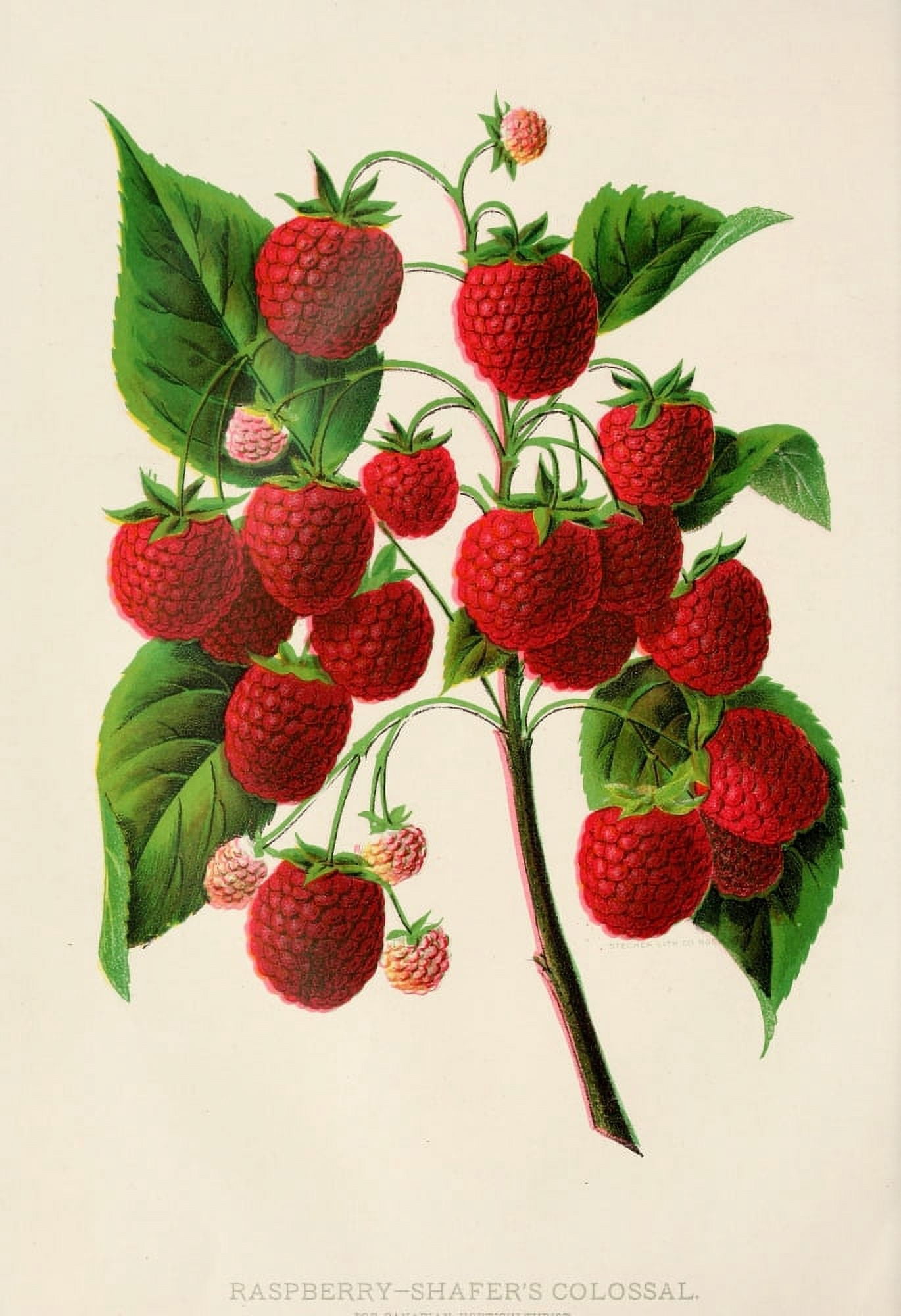 Canadian Horticulturalist 1888-96 Raspberries Canvas Art - Unknown (18 x 24)
