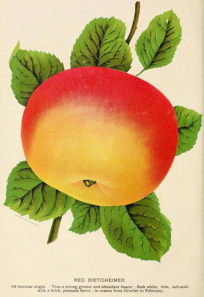 Canadian Horticulturalist 1888-96 Red Bietigheimer Apple Canvas Art - Unknown (18 x 24)