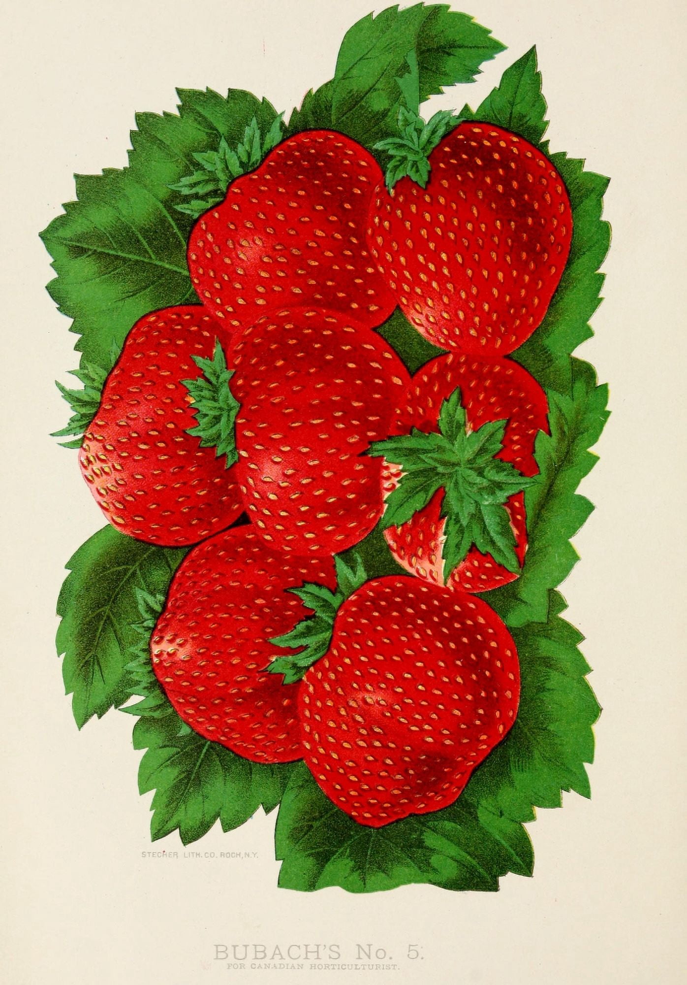 Canadian Horticulturalist 1888-96 Strawberries Canvas Art - Unknown (18 x 24)