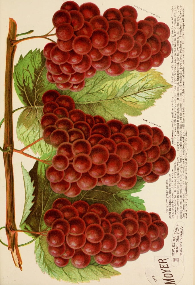 Canadian Horticulturalist 1888-96 The Moyer Grapes Canvas Art - Unknown (24 x 36)