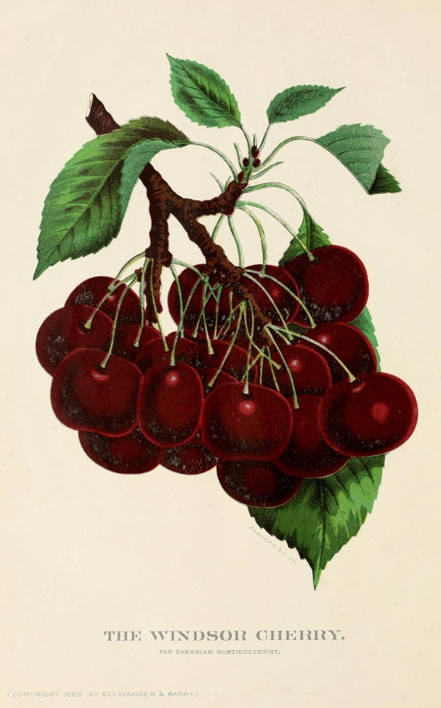 Canadian Horticulturalist 1888-96 The Windsor Cherry Canvas Art - Unknown (18 x 24)
