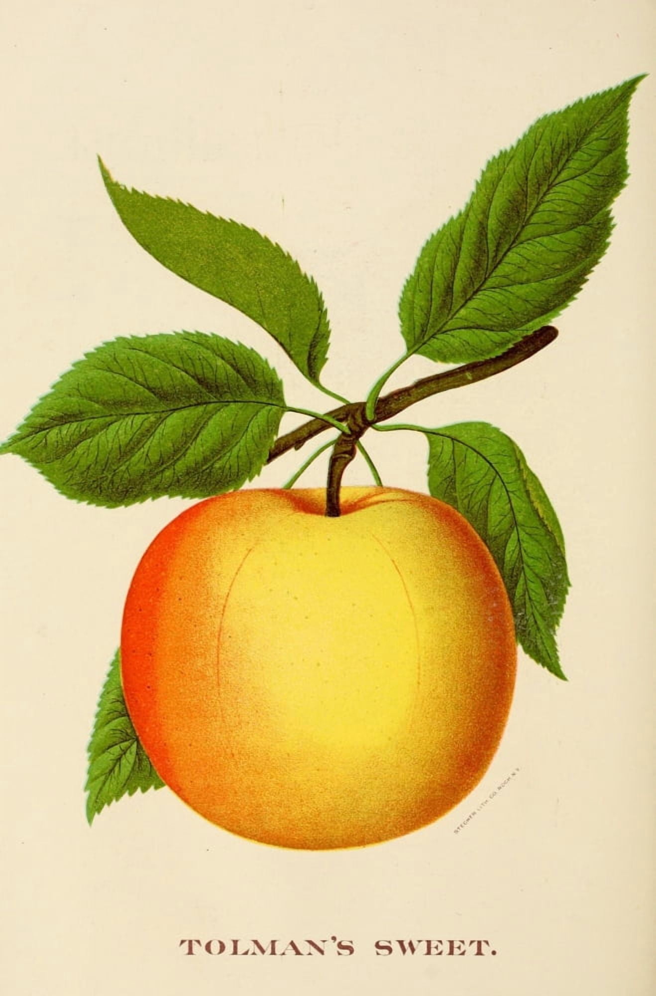 Canadian Horticulturalist 1888-96 Tolman Sweet Apple Canvas Art - Unknown (24 x 36)