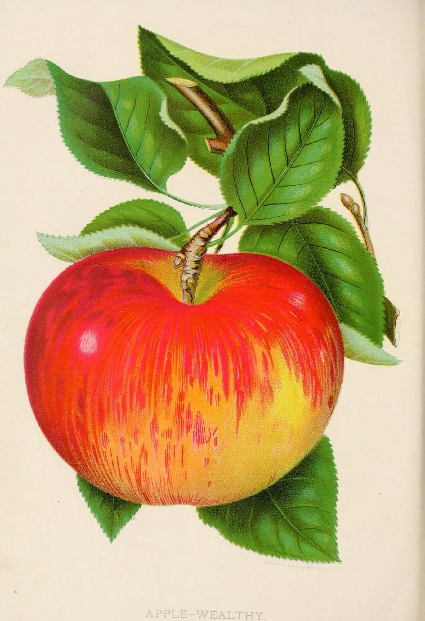 Canadian Horticulturalist 1888-96 Wealthy Apple Canvas Art - Unknown (18 x 24)